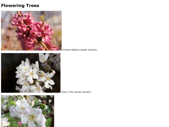 startergallery_flowers screenshot