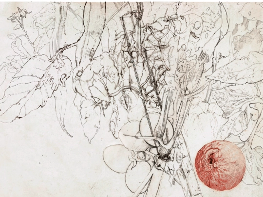 plantae screenshot