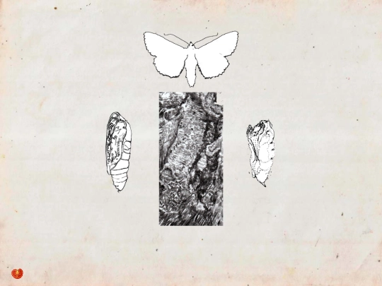 polilla screenshot