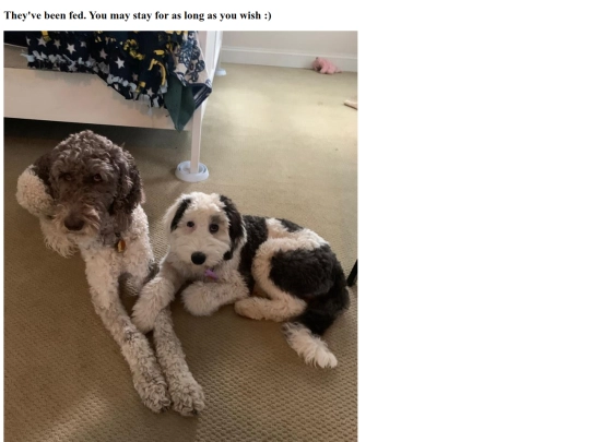 Fed the Dogs screenshot