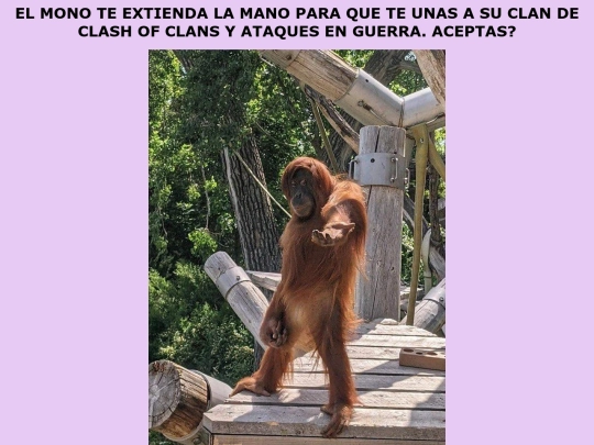 oferta screenshot