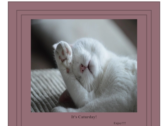 catgraphic screenshot