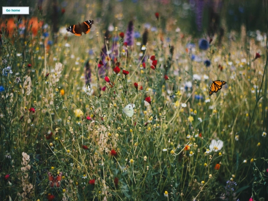 the-back/butterfly screenshot