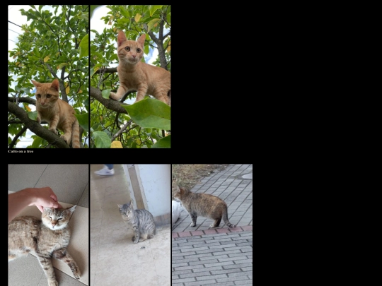 html/animalplanet screenshot