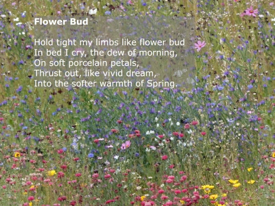 Flower_Bud screenshot