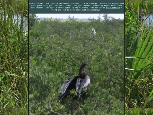 woods/anhinga screenshot