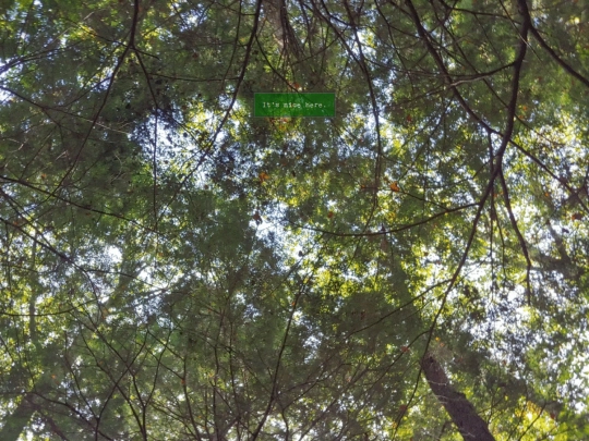 woods/lookup screenshot