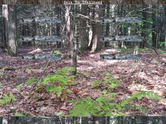 woods/wander135 screenshot