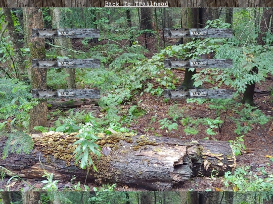 woods/wander90 screenshot