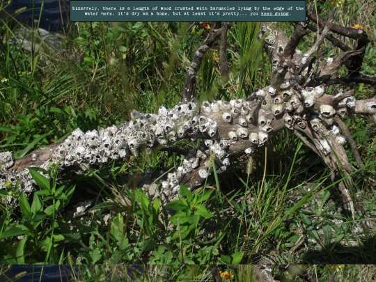 woods/waterwander244 screenshot