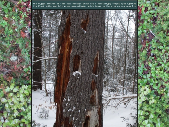 woods/winterwander67 screenshot