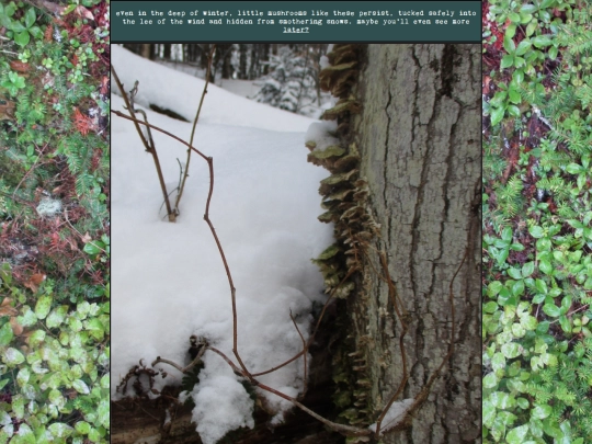 woods/winterwander92 screenshot