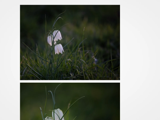 fritillary screenshot