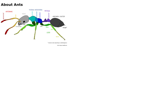 ants screenshot