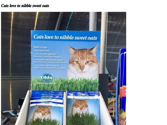 cats_love_to_nibble_sweet_oats screenshot