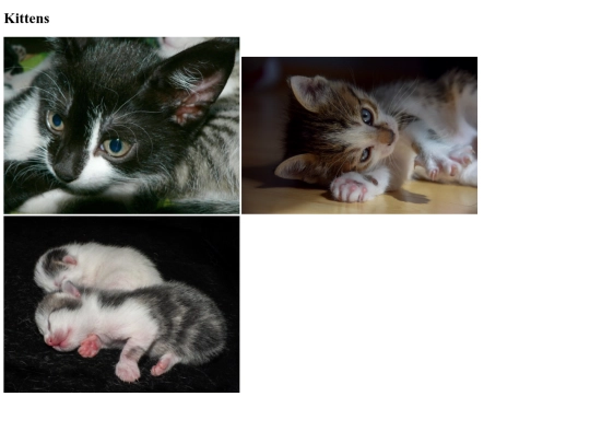 Webpages/Starter-Gallery/Cat-Page screenshot