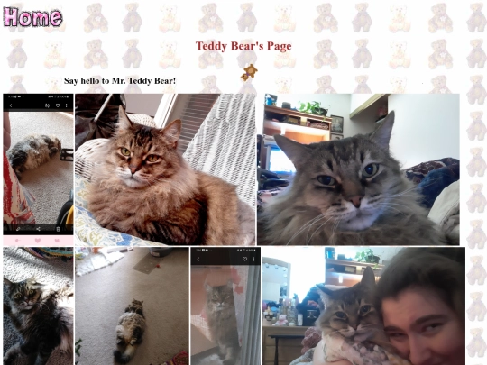 teddybear screenshot