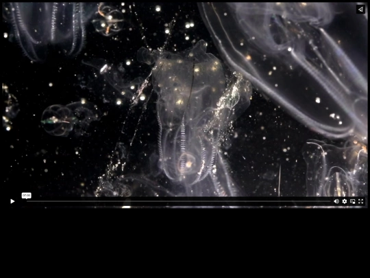 JELLY screenshot