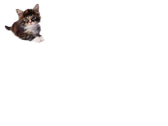 cat screenshot