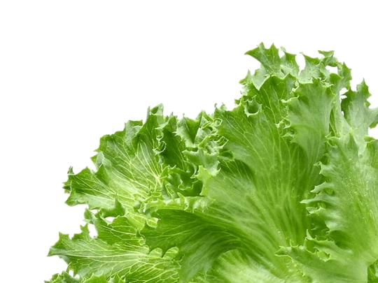 lettuce screenshot