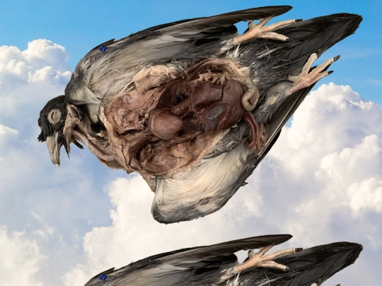 inside the body /inside screenshot