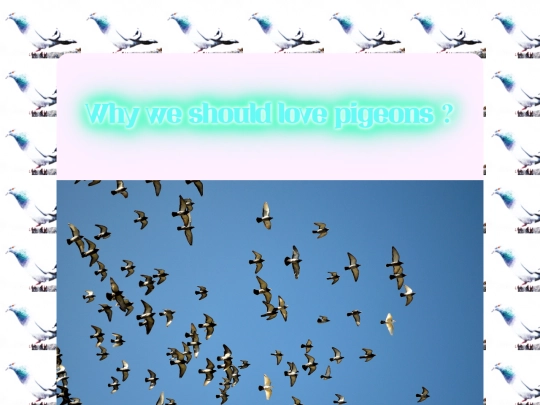 love pigeon /lovepigeon screenshot