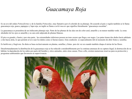 proyecto/roja screenshot