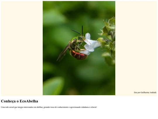 eco_abelha/teste screenshot