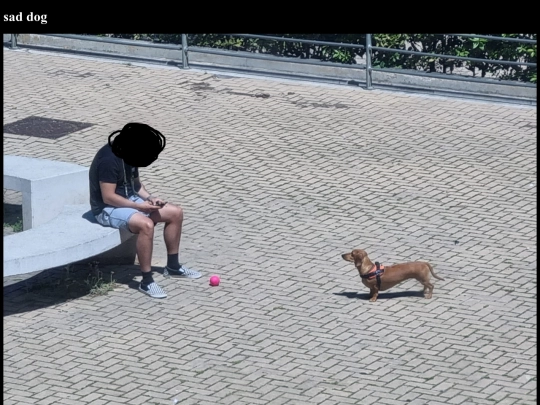 random/sad_dog screenshot