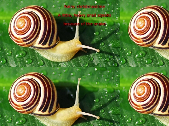 haiku screenshot