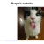 purplr-dino.neocities.org avatar