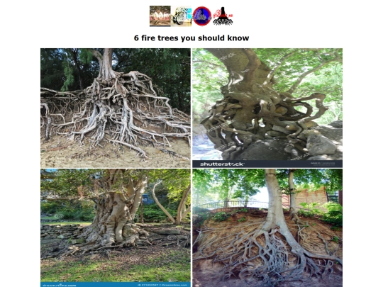 blog posts/20260410trees screenshot