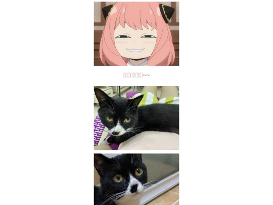 meow screenshot
