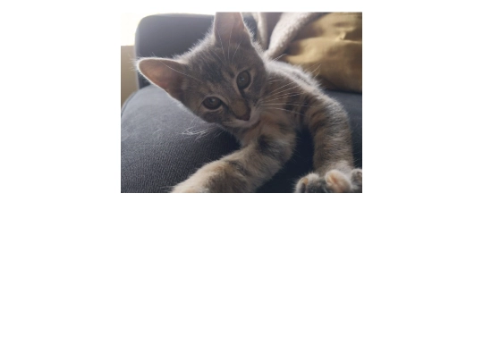 cat1 screenshot