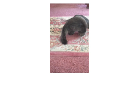 cat2 screenshot