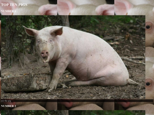 toptenpigs screenshot