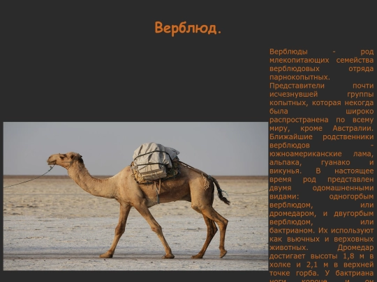 homework/zoo/camel screenshot