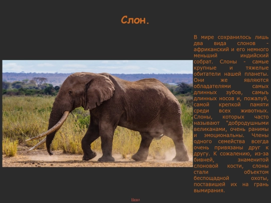 homework/zoo/elephant screenshot