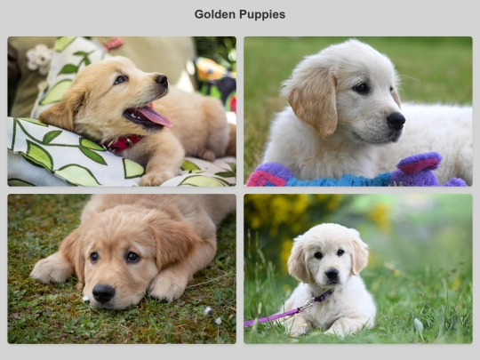 goldenretriever screenshot