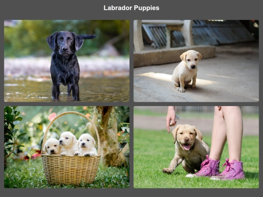 labradorretriever screenshot