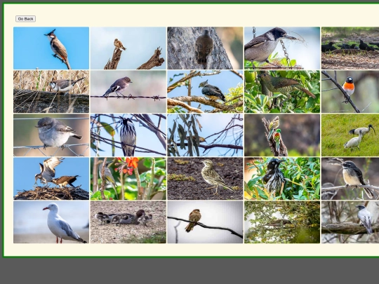 Yet_more_birds screenshot