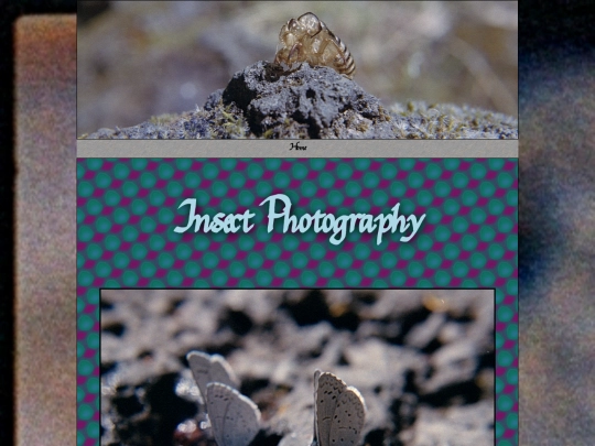 Insect Photography/Bugshots screenshot
