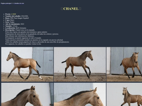 caballo6o screenshot