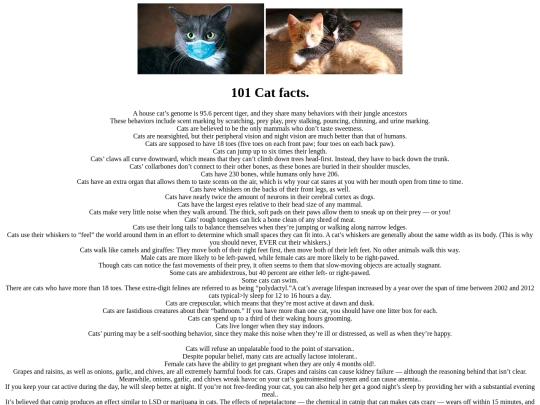 Cats screenshot