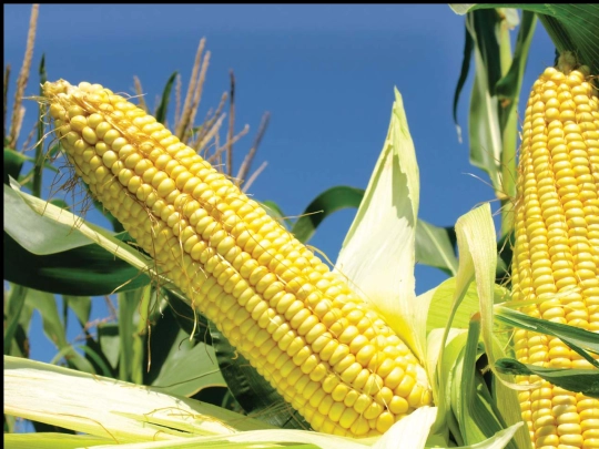 cloth-corn screenshot
