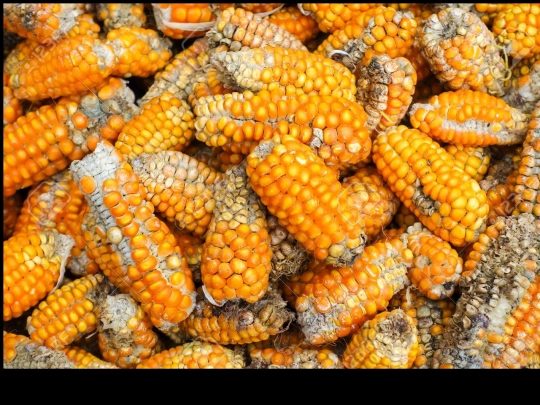 milk screenshot