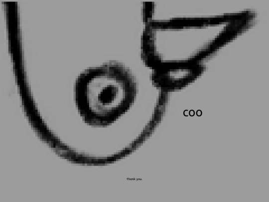c/Phosphor/pigeon screenshot