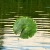 ribbitslilyp4d.neocities.org avatar