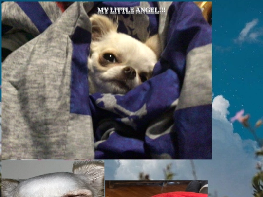 Myangel screenshot