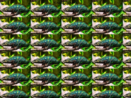 CASTELLANO screenshot